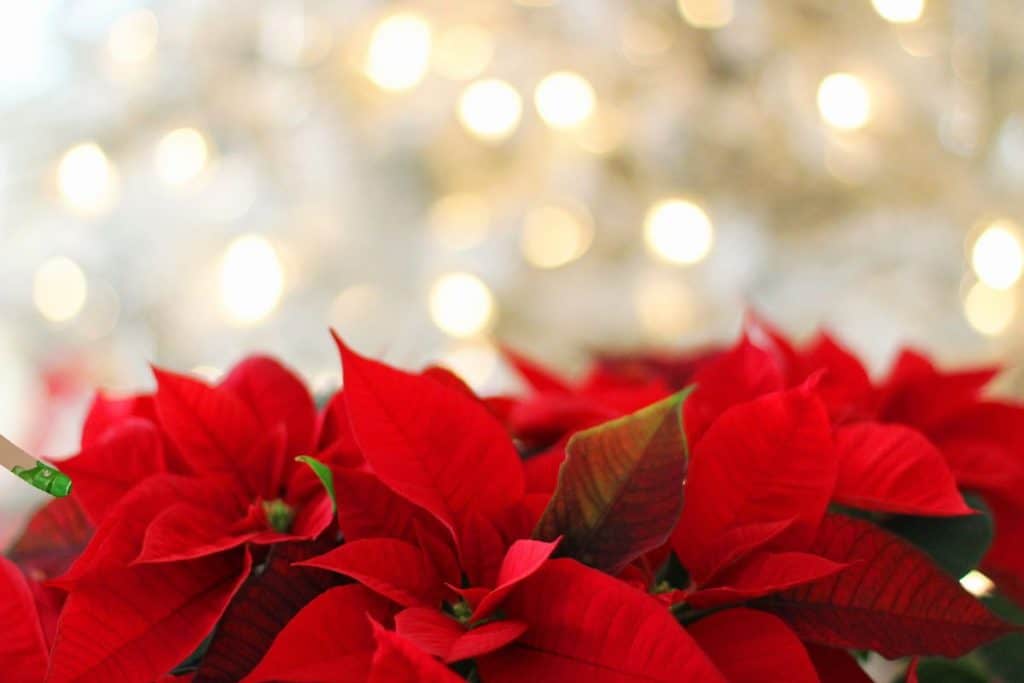 Julstjärna röd julblomma, suddig belysning i bakgrunden