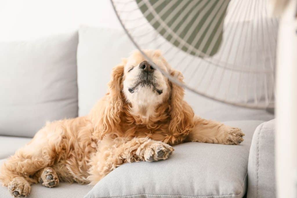 Ljusbrun hund ligger i en soffa framför en stor vit fläkt